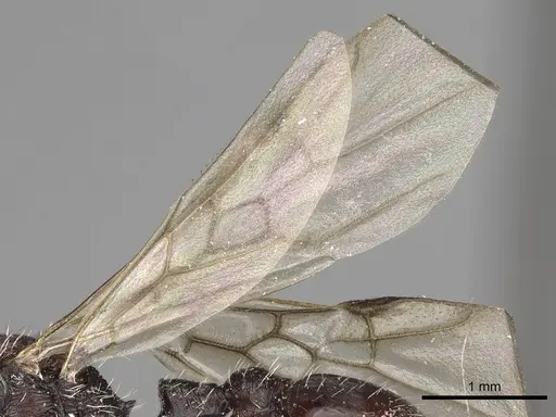 Pogonomyrmex tafi specimen LACMENT273760 image lacment273760_4