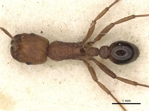 Pogonomyrmex tenuipubens specimen CASENT0281113 image casent0281113_2
