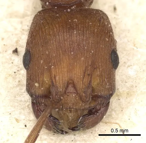 Pogonomyrmex tenuipubens specimen CASENT0281113 image casent0281113_3