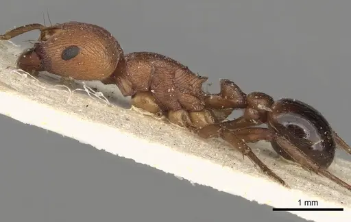 Pogonomyrmex tenuipubens specimen CASENT0281113 image casent0281113_4