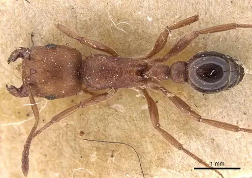 Pogonomyrmex tenuipubens specimen CASENT0914377 image casent0914377_1