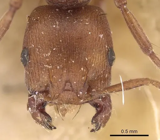 Pogonomyrmex tenuipubens specimen CASENT0914377 image casent0914377_2