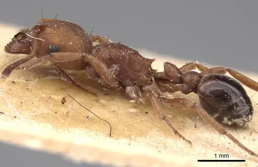 Pogonomyrmex tenuipubens specimen CASENT0914377 image casent0914377_3