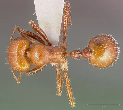 Pogonomyrmex tenuispinus specimen CASENT0005709 image casent0005709_1