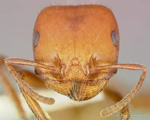 Pogonomyrmex tenuispinus specimen CASENT0005709 image casent0005709_2