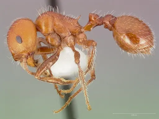 Pogonomyrmex tenuispinus specimen CASENT0005709 image casent0005709_3