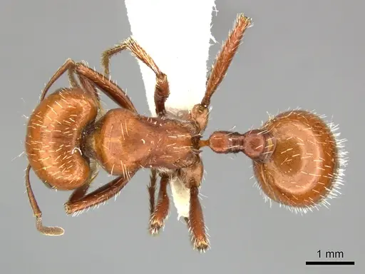 Pogonomyrmex tenuispinus specimen CASENT0235314 image casent0235314_1