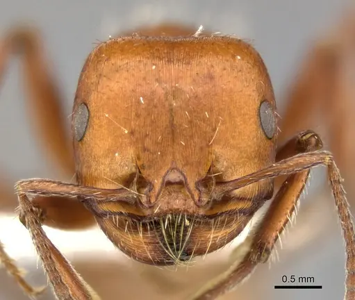 Pogonomyrmex tenuispinus specimen CASENT0235314 image casent0235314_2