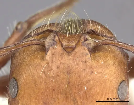 Pogonomyrmex tenuispinus specimen CASENT0235314 image casent0235314_3