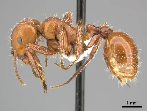 Pogonomyrmex tenuispinus specimen CASENT0235314 image casent0235314_4