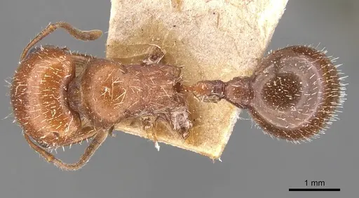 Pogonomyrmex tenuispinus specimen CASENT0907666 image casent0907666_1