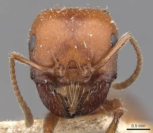 Pogonomyrmex tenuispinus specimen CASENT0907666 image casent0907666_2