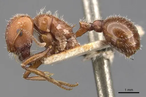 Pogonomyrmex tenuispinus specimen CASENT0907666 image casent0907666_3