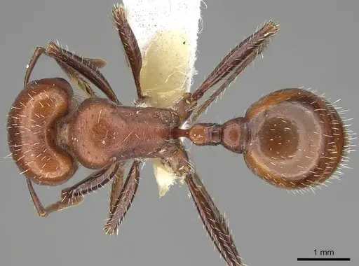 Pogonomyrmex tenuispinus specimen CASENT0914137 image casent0914137_1