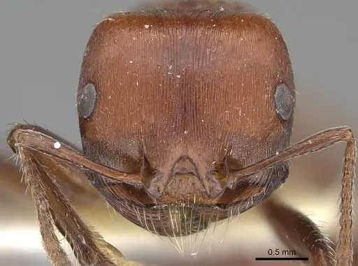 Pogonomyrmex tenuispinus specimen CASENT0914137 image casent0914137_2