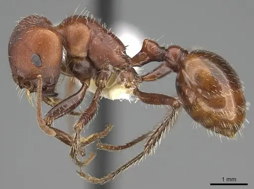 Pogonomyrmex tenuispinus specimen CASENT0914137 image casent0914137_3