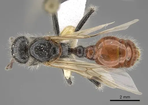 Pogonomyrmex tenuispinus specimen CASENT0914138 image casent0914138_1
