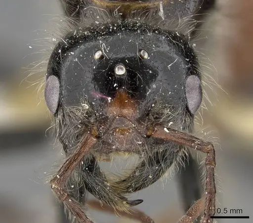 Pogonomyrmex tenuispinus specimen CASENT0914138 image casent0914138_2