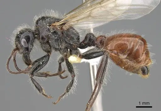 Pogonomyrmex tenuispinus specimen CASENT0914138 image casent0914138_3