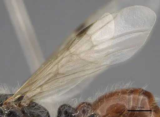 Pogonomyrmex tenuispinus specimen CASENT0914138 image casent0914138_4