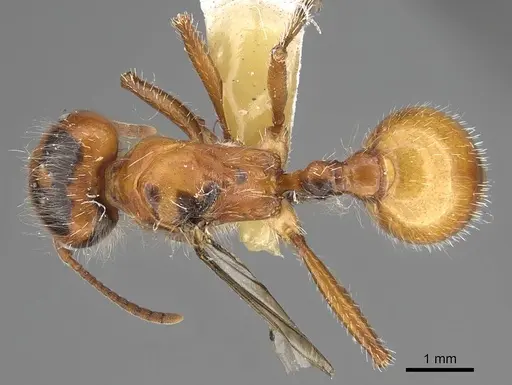 Pogonomyrmex tenuispinus specimen CASENT0914139 image casent0914139_1