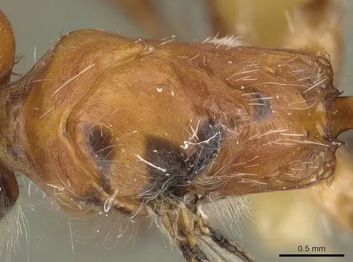 Pogonomyrmex tenuispinus specimen CASENT0914139 image casent0914139_2