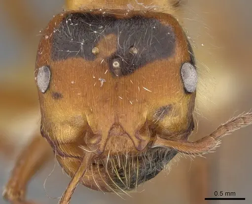 Pogonomyrmex tenuispinus specimen CASENT0914139 image casent0914139_3