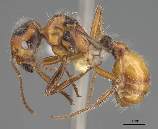 Pogonomyrmex tenuispinus specimen CASENT0914139 image casent0914139_4