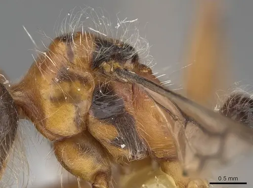 Pogonomyrmex tenuispinus specimen CASENT0914139 image casent0914139_5