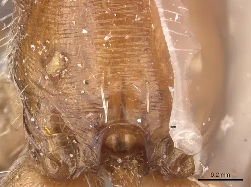 Pogonomyrmex texanus specimen CASENT0217273 image casent0217273_1