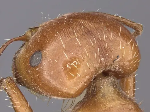 Pogonomyrmex texanus specimen CASENT0217273 image casent0217273_2