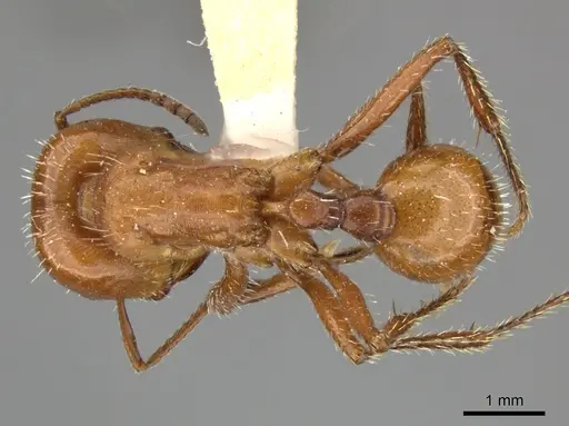 Pogonomyrmex texanus specimen CASENT0235312 image casent0235312_1