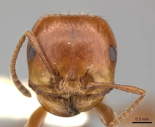Pogonomyrmex texanus specimen CASENT0235312 image casent0235312_2