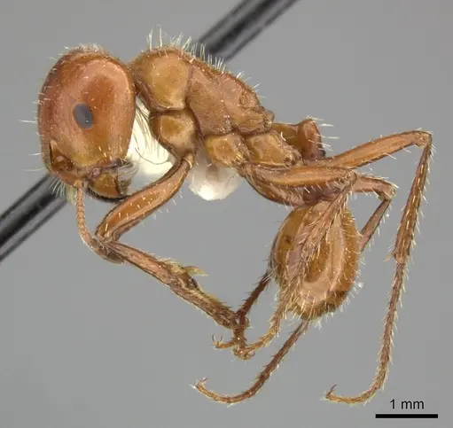 Pogonomyrmex texanus specimen CASENT0235312 image casent0235312_3