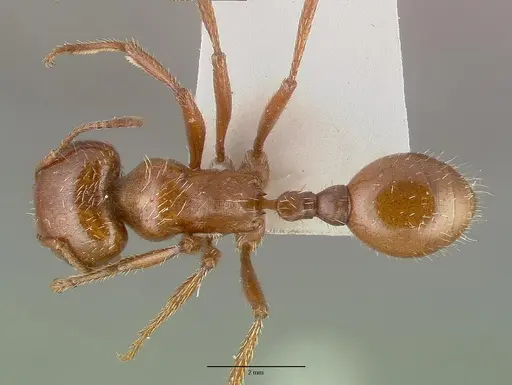 Pogonomyrmex texanus specimen CASTYPE14105 image castype14105_1