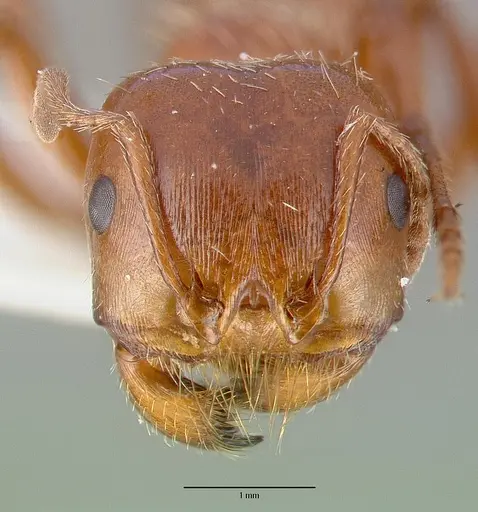 Pogonomyrmex texanus specimen CASTYPE14105 image castype14105_2