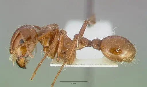 Pogonomyrmex texanus specimen CASTYPE14105 image castype14105_3