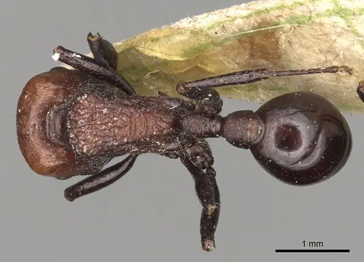 Pogonomyrmex theresiae specimen CASENT0281108 image casent0281108_1