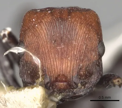 Pogonomyrmex theresiae specimen CASENT0281108 image casent0281108_2