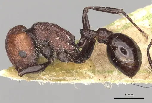 Pogonomyrmex theresiae specimen CASENT0281108 image casent0281108_3
