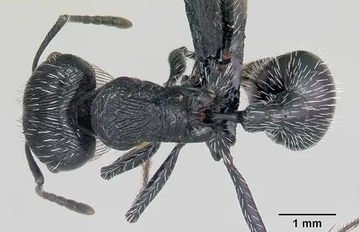 Pogonomyrmex tinogasta specimen CASENT0103264 image casent0103264_1