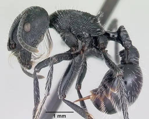 Pogonomyrmex tinogasta specimen CASENT0103264 image casent0103264_3