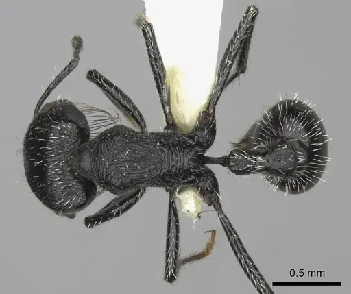 Pogonomyrmex tinogasta specimen CASENT0235286 image casent0235286_1