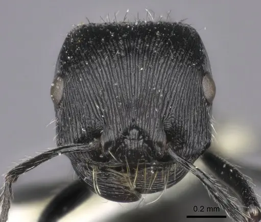 Pogonomyrmex tinogasta specimen CASENT0235286 image casent0235286_2