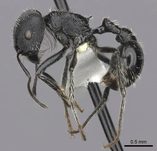 Pogonomyrmex tinogasta specimen CASENT0235286 image casent0235286_3
