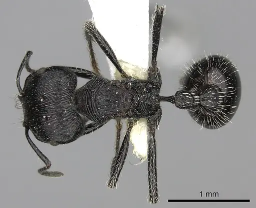 Pogonomyrmex tinogasta specimen CASENT0235287 image casent0235287_1
