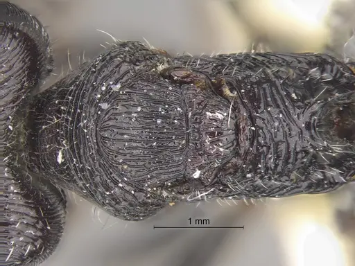Pogonomyrmex tinogasta specimen CASENT0235287 image casent0235287_2
