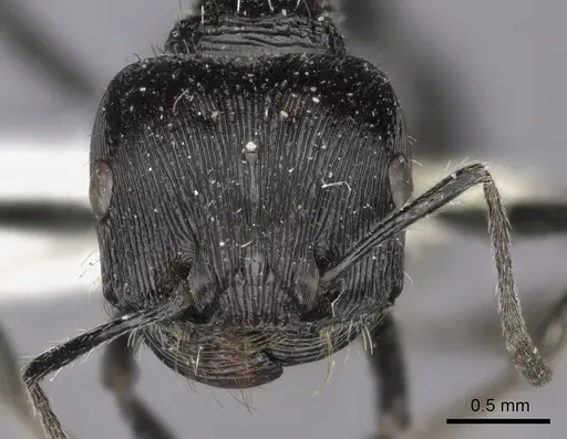 Pogonomyrmex tinogasta specimen CASENT0235287 image casent0235287_3