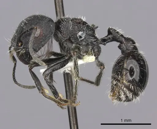 Pogonomyrmex tinogasta specimen CASENT0235287 image casent0235287_4