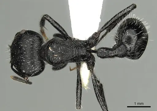 Pogonomyrmex tinogasta specimen CASENT0281107 image casent0281107_1